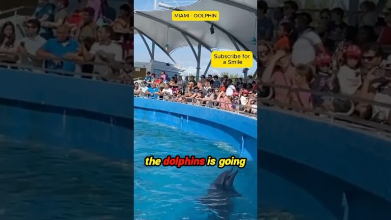 Miami Dolphins #Miami #Florida #MiamiNightlife #MiamiBeaches #DolphinShow #TravelMiami #MiamiFood