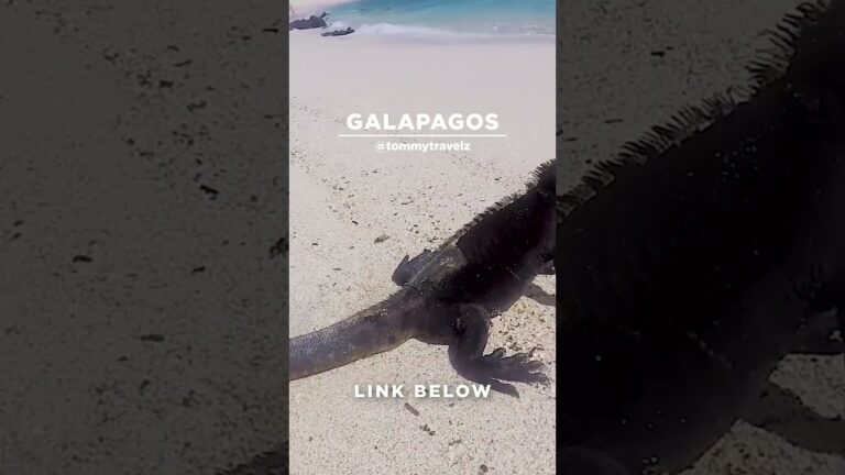 #TommyTravelz #travelnow #traveltips #galapagos #sancristobal #santacruz #islabaltra #isabelaisland
